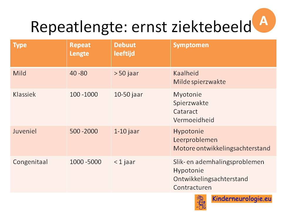 repeatlengte myotone dystrofie