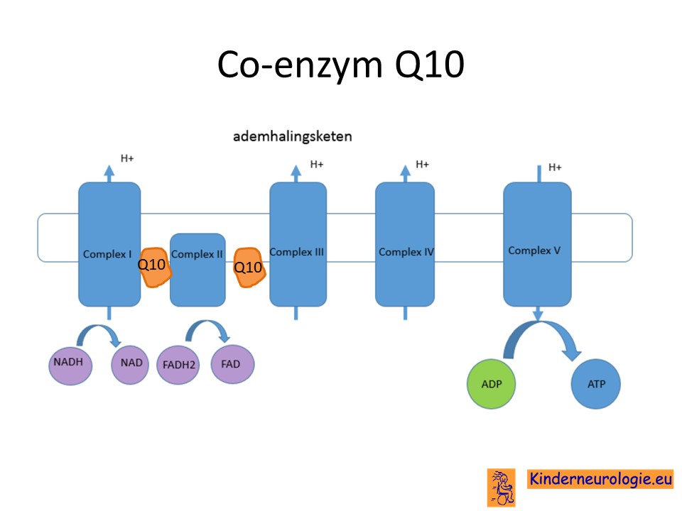Iedereen Knipoog Clip vlinder Primaire co-enzym Q10 deficiëntie