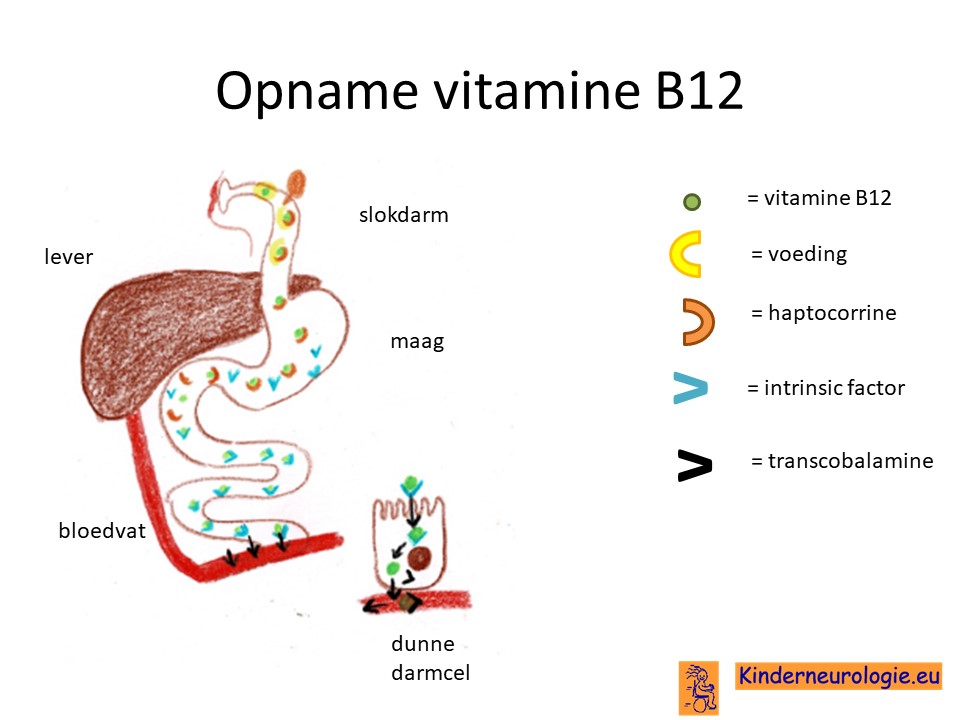 Snelkoppelingen vreemd Ziek persoon Vitamine B12 deficiëntie
