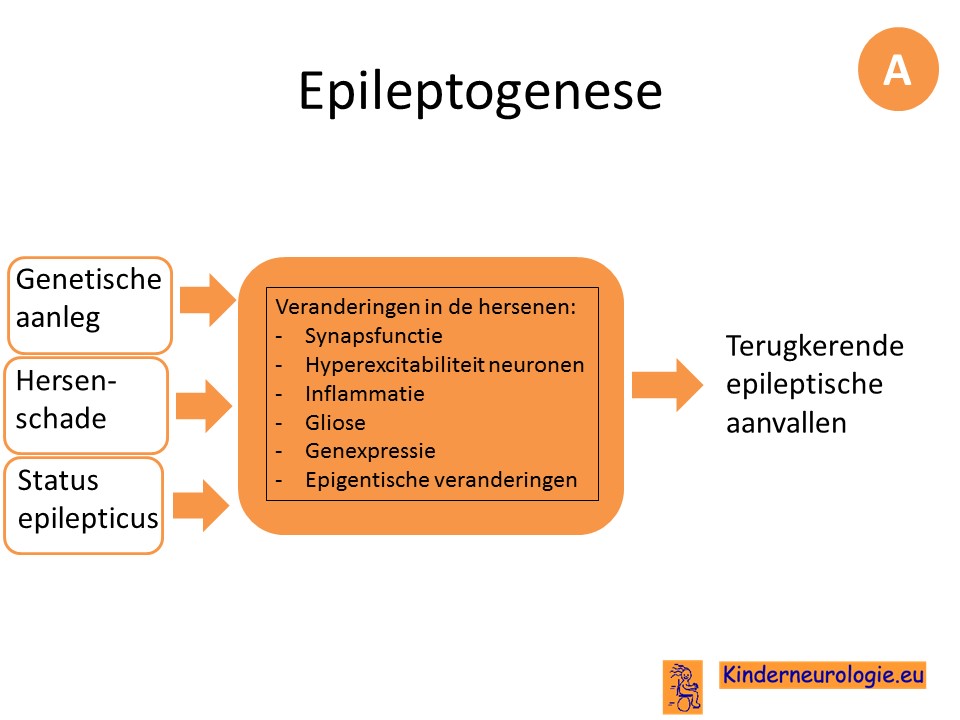 epileptogenese